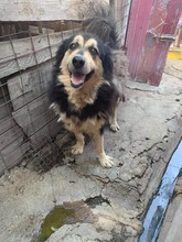 MALICK, Hund, Mischlingshund in Rumänien - Bild 2