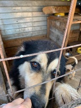 MALICK, Hund, Mischlingshund in Rumänien - Bild 7