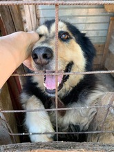 MALICK, Hund, Mischlingshund in Rumänien - Bild 8