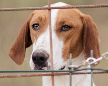 LUIS, Hund, Save Bracke in Kroatien - Bild 1