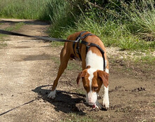 LUIS, Hund, Save Bracke in Kroatien - Bild 8