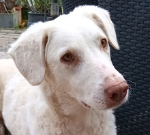 TERESA, Hund, Herdenschutzhund-Mix in Erftstadt - Bild 15
