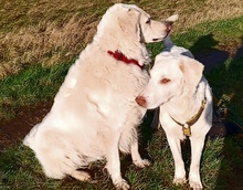 TERESA, Hund, Herdenschutzhund-Mix in Erftstadt - Bild 16