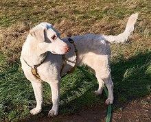TERESA, Hund, Herdenschutzhund-Mix in Erftstadt - Bild 17
