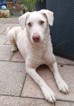 TERESA, Hund, Herdenschutzhund-Mix in Erftstadt - Bild 18