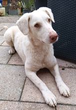 TERESA, Hund, Herdenschutzhund-Mix in Erftstadt - Bild 20