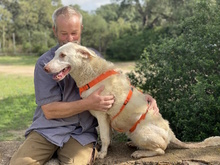 TERESA, Hund, Herdenschutzhund-Mix in Erftstadt - Bild 21