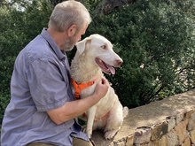 TERESA, Hund, Herdenschutzhund-Mix in Erftstadt - Bild 22