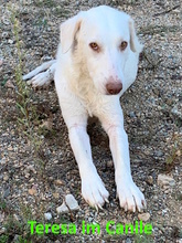 TERESA, Hund, Herdenschutzhund-Mix in Erftstadt - Bild 24