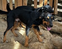 PERCY, Hund, Mischlingshund in Kroatien - Bild 10