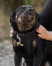 PERCY, Hund, Mischlingshund in Kroatien - Bild 3