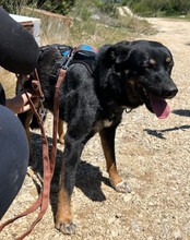 PERCY, Hund, Mischlingshund in Kroatien - Bild 6