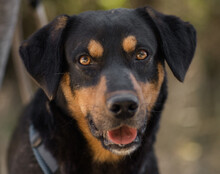 MICO, Hund, Mischlingshund in Kroatien - Bild 1