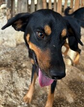 MICO, Hund, Mischlingshund in Kroatien - Bild 14