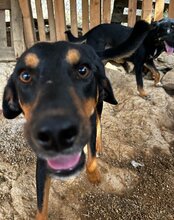 MICO, Hund, Mischlingshund in Kroatien - Bild 15