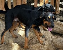 MICO, Hund, Mischlingshund in Kroatien - Bild 16