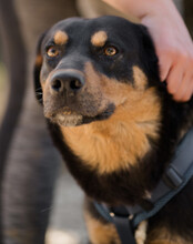 MICO, Hund, Mischlingshund in Kroatien - Bild 2