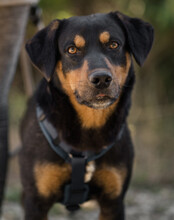 MICO, Hund, Mischlingshund in Kroatien - Bild 3