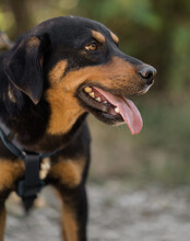 MICO, Hund, Mischlingshund in Kroatien - Bild 4