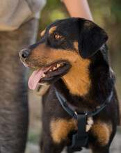 MICO, Hund, Mischlingshund in Kroatien - Bild 5