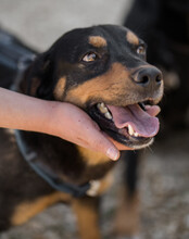 MICO, Hund, Mischlingshund in Kroatien - Bild 6