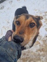 LISANA, Hund, Mischlingshund in Rumänien - Bild 3