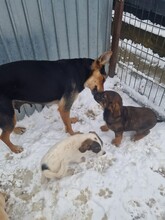 LISANA, Hund, Mischlingshund in Rumänien - Bild 7