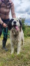 LAIKA, Hund, Mischlingshund in Bosnien und Herzegowina - Bild 2