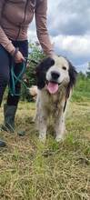 LAIKA, Hund, Mischlingshund in Bosnien und Herzegowina - Bild 3