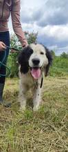 LAIKA, Hund, Mischlingshund in Bosnien und Herzegowina - Bild 6