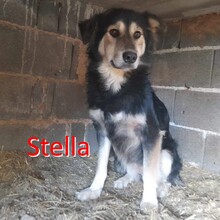 STELLA, Hund, Mischlingshund in Bosnien und Herzegowina - Bild 1