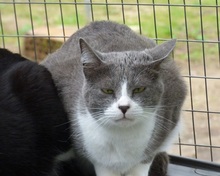 LENA, Katze, Europäisch Kurzhaar in Spanien - Bild 4