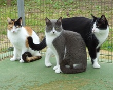 LENA, Katze, Europäisch Kurzhaar in Spanien - Bild 5