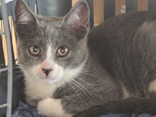 LENA, Katze, Europäisch Kurzhaar in Spanien - Bild 6