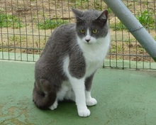 LENA, Katze, Europäisch Kurzhaar in Spanien - Bild 7