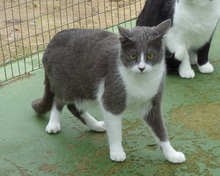 LENA, Katze, Europäisch Kurzhaar in Spanien - Bild 8