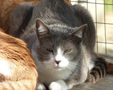LENA, Katze, Europäisch Kurzhaar in Spanien - Bild 9