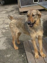 LINDI, Hund, Mischlingshund in St. Goar - Bild 1