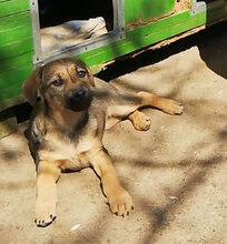 LINDI, Hund, Mischlingshund in St. Goar - Bild 10