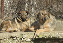 LINDI, Hund, Mischlingshund in St. Goar - Bild 2