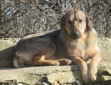 LINDI, Hund, Mischlingshund in St. Goar - Bild 3