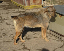 LINDI, Hund, Mischlingshund in St. Goar - Bild 4