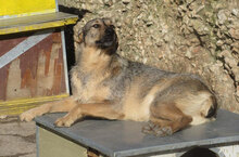 LINDI, Hund, Mischlingshund in St. Goar - Bild 5