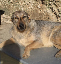 LINDI, Hund, Mischlingshund in St. Goar - Bild 6