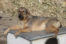 LINDI, Hund, Mischlingshund in St. Goar - Bild 7