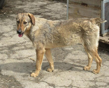 LINDI, Hund, Mischlingshund in St. Goar - Bild 8