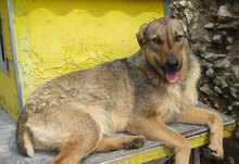 LINDI, Hund, Mischlingshund in St. Goar - Bild 9