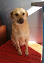 MARSHA, Hund, Labrador-Mix in Bulgarien - Bild 1