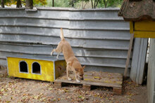 MARSHA, Hund, Labrador-Mix in Bulgarien - Bild 10