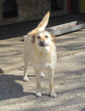 MARSHA, Hund, Labrador-Mix in Bulgarien - Bild 12